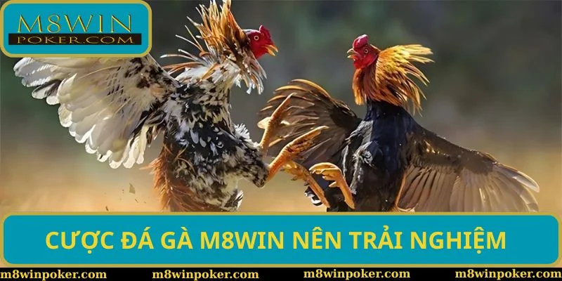 Sảnh cược đá gà M8WIN nên trải nghiệm nhất 2025 Sảnh cược đá gà M8WIN nên trải nghiệm nhất 2025